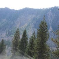 burned slopes, regrowth