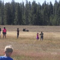 lets see how close we can get to the bison!