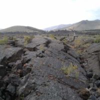 The triple twist tree is 1,350 yrs old; the lava, at least 2000