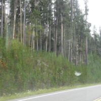 Mature (background) and new (foreground) lodgepole pines