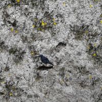 See the bird and its shadow?