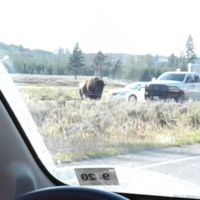Yield to crossing bisons!