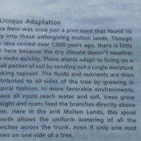 single tap root waters all sides of spiraling tree!