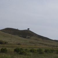 buffalo-shaped billboard