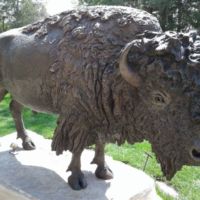 Monarch, by Buck McCain