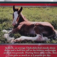 125 lbs at birth, gaining up to 4.5 lbs/day