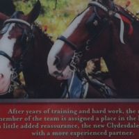 After years of training, new teammates are paired with an experienced Clydesdale.