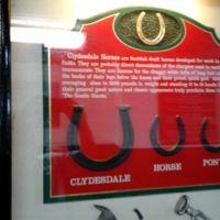 Gentle, 2,000 lb. giants; comparative horse shoes